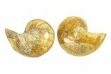 Jurassic Cut & Polished Nautilus (Cymatoceras) Fossil -Madagascar #296322-1